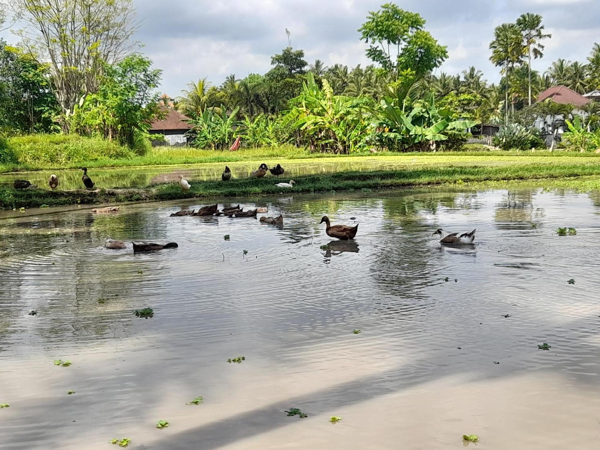 As I Am Ubud Retreat Exterior foto
